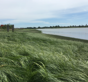 YVR Habitat Enhancement Assessment and Action Plan